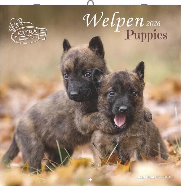 Welpen 2026 - Broschürenkalender 30x30 cm (30x60 geöffnet) - Kalender mit Platz für Notizen - Puppies - Hundekalender - Bildkalender - Wandkalender