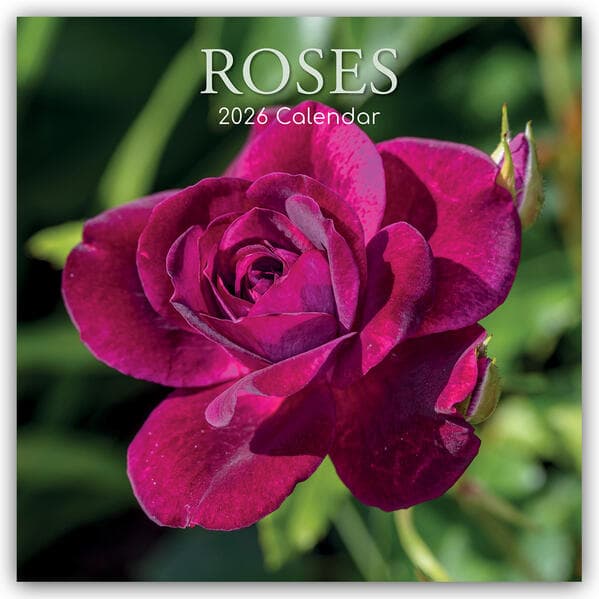 Roses - Rosen 2026 - 16-Monatskalender