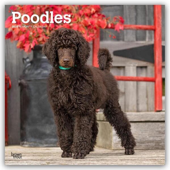 Poodles - Pudel 2026 - 16-Monatskalender