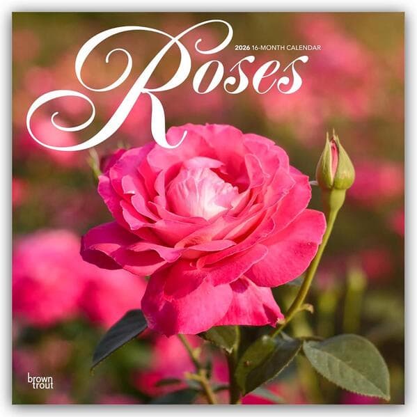 Roses - Rosen 2026 - 16-Monatskalender